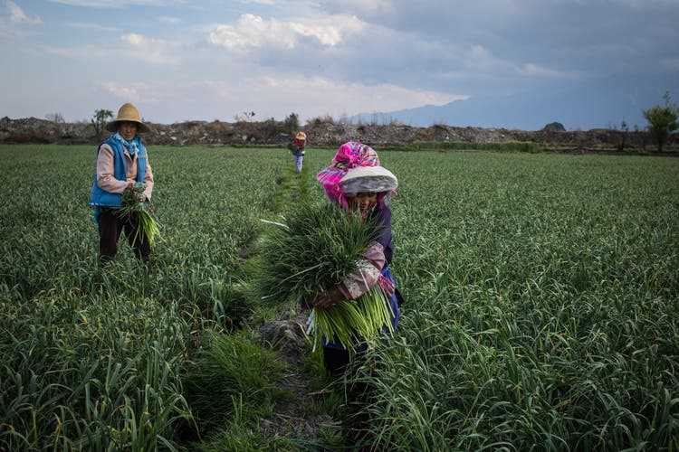 Women work in a field not far from Dali.