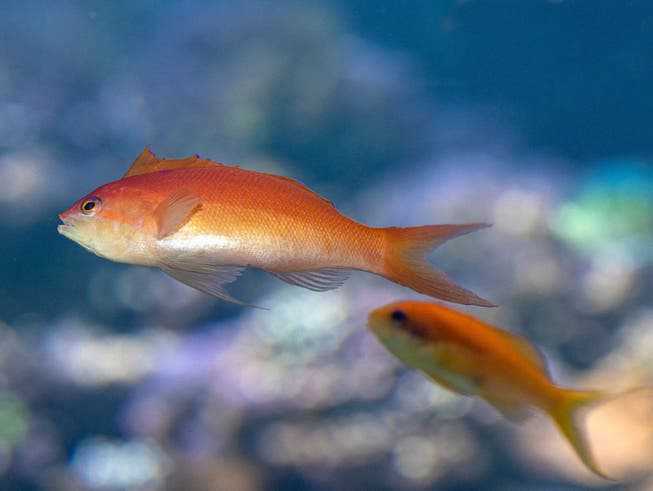 From female to male: Flame Anthias change sex after mating.