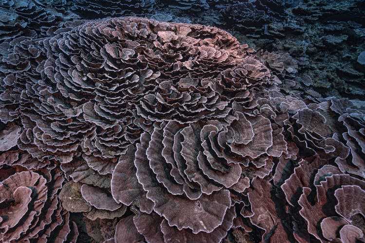 The shape of the coral, which can be up to two meters in size, is reminiscent of rose petals.
