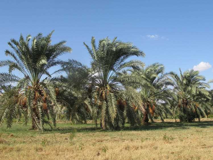Die Palmenplantage umfasst heute zwischen 70 und 80 Palmen, die Datteln tragen, dazu noch junge, die erst noch wachsen müssen.