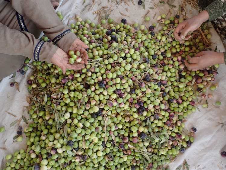 ... sowie Oliven sind Teil von Juliettes Landwirtschaftsprojekt. 