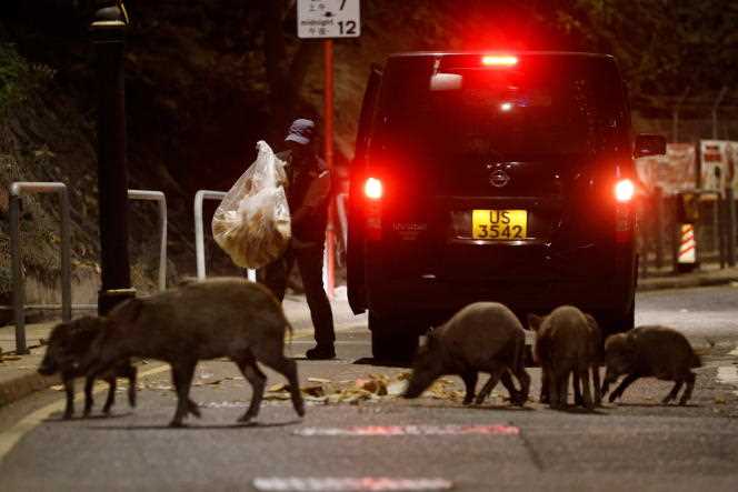 Wildlife officers place food for baiting wild boars in Hong Kong on November 17, 2021.