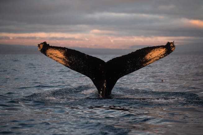Tail fin of a humpback whale cruising off Iceland's capital, Reykjavik.