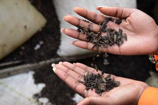 The molts of the black soldier fly larvae bred by Insectipro are sent to scientific laboratories which carry out research on the components likely to be of interest to the pharmaceutical industry.