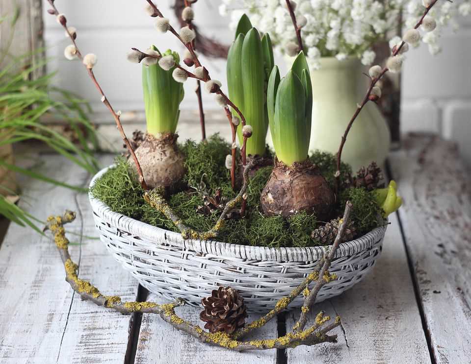 Make spring decorations with hyacinths