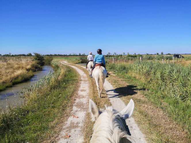 In the Brouage marshes, on Camargue horses.