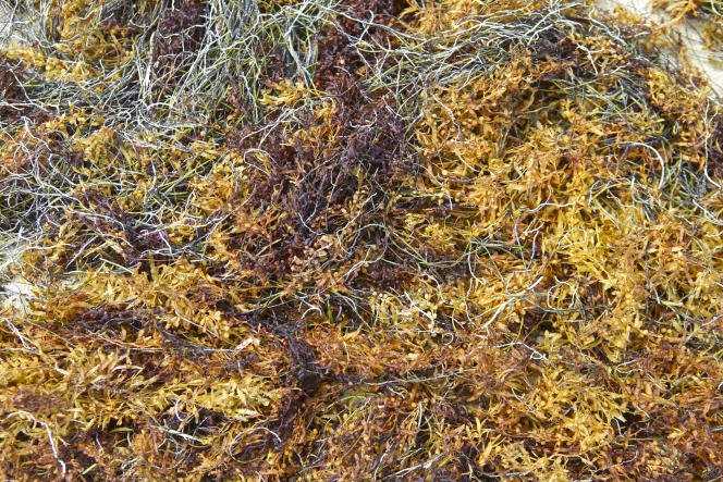 Sargassum seaweed invading the beach in the town of Saint-Anne in Martinique, July 28, 2011.