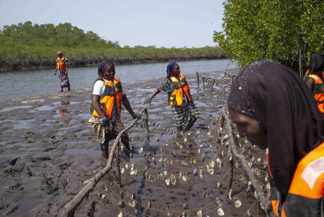 In January 2022 in Dassilame Sérère (Senegal), where the breeding of oysters in garlands makes it possible to protect the mangrove.