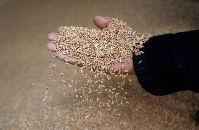 Wheat grains in a factory in Beirut, the Lebanese capital, on March 1, 2022.