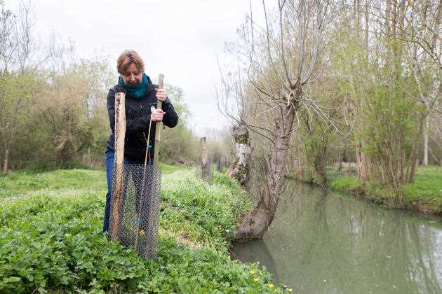 Sandrine Guiheneuf, technical director at the Marais poitevin regional natural park, sets up a stake on a field elm plant protected by an old oyster bag, March 30, 2022.