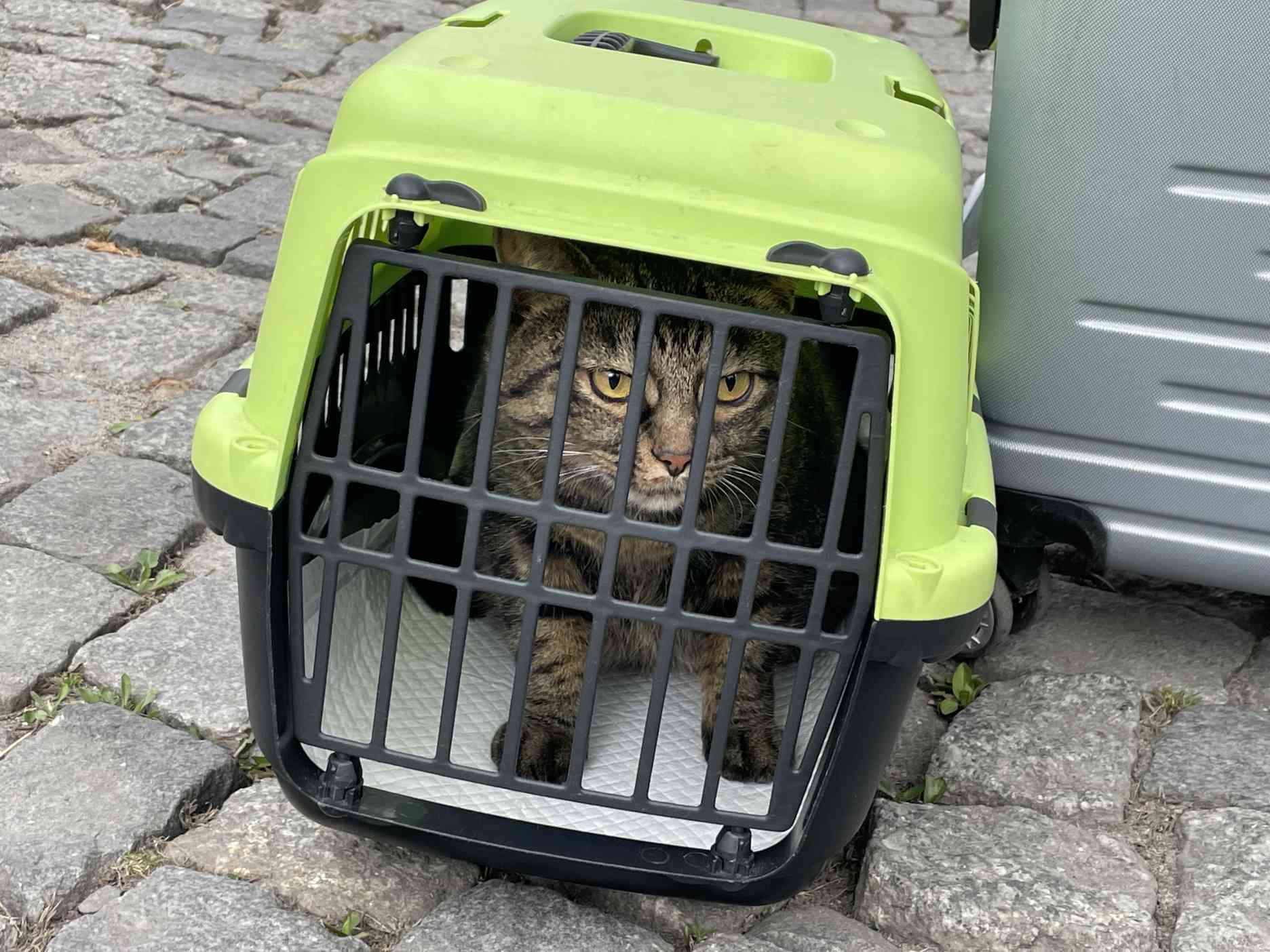 Plenty of cat and dog cages have been provided to those arriving from Ukraine to enable them to continue their journey. 