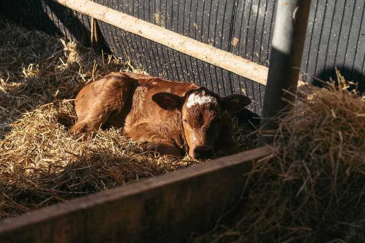 This calf is only a few days old.