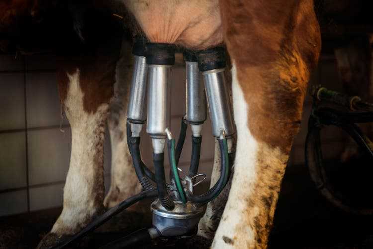A cow on the Brüederhof produces around 6,000 kilograms of milk.