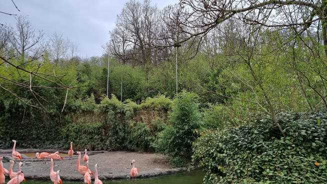 Building profiles in the area of ​​today's flamingo facility at Zurich Zoo.