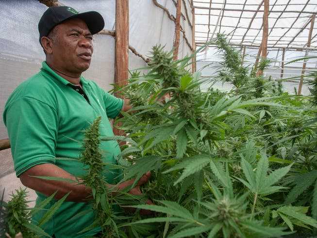 Mathews Osman von der Mchinji-Kooperative sagt: «Wir machen aus der Tabak- eine Cannabis-Industrie.»