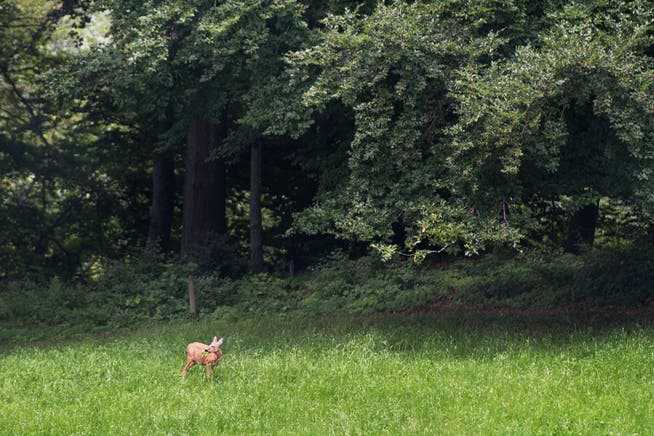 Watch out, dog owners: Deer are also seen time and time again on the Üetliberg.
