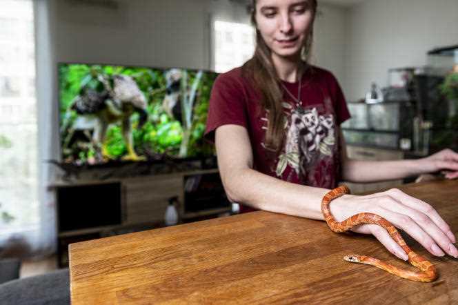 Eva Bertoni, sales assistant - caretaker at La Ferme Tropical, in Paris, at home with a false coral snake from Honduras, April 24, 2022.