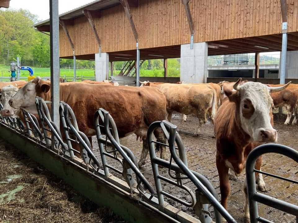 Cows on the farm.