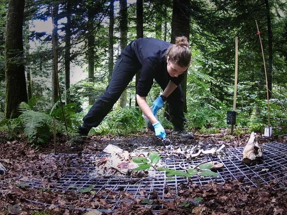 Woman in the forest examines animal carcasses