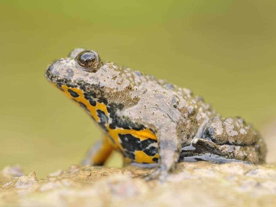 Yellow-bellied Toad