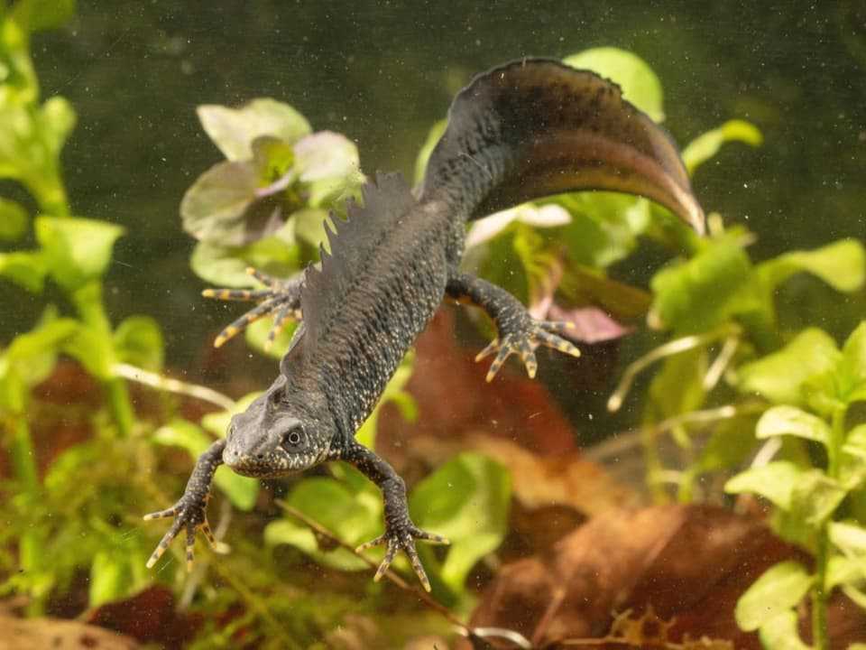 crested newt.