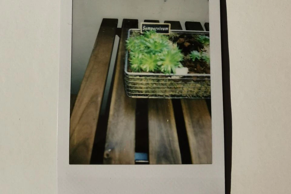 Polaroidkamerabild, Sempervivum