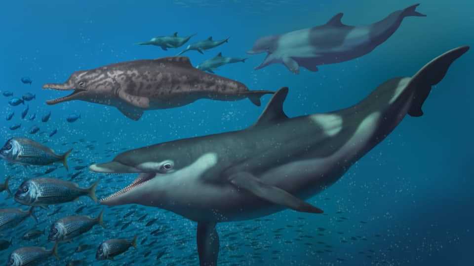 A representation of the dolphins described in this study: 