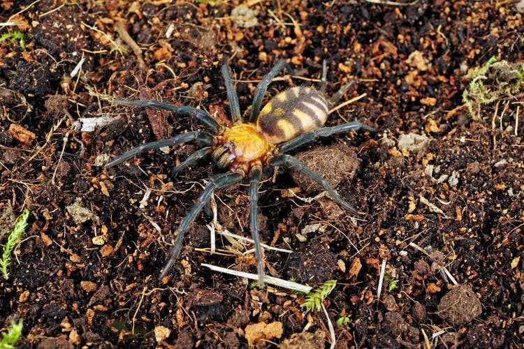 A tiger spider (Linothele fallax), also known as a double-tailed spider, in the terrarium.