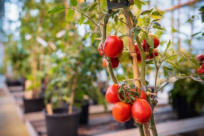 The Jordan virus affects tomatoes and hot peppers.  Other host plants on the field or in the environment are not known.
