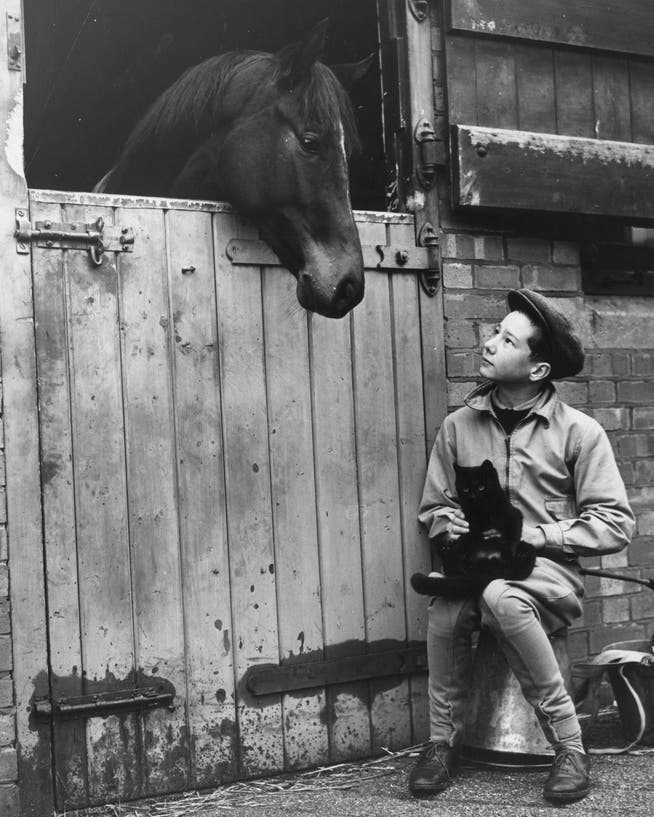 Apprentice jockey Lester Piggott in front of his father's stables in 1950.