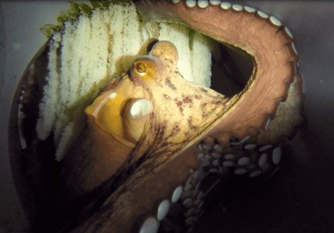 A female laying eggs near hundreds of thousands of eggs, in the commercial octopus farm of the Nueva Pescanova company in O Grove, Galicia (Spain).