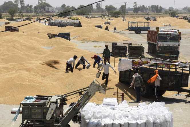 Workers unload trailers of wheat near Amritsar in northwestern Punjab state on April 16.