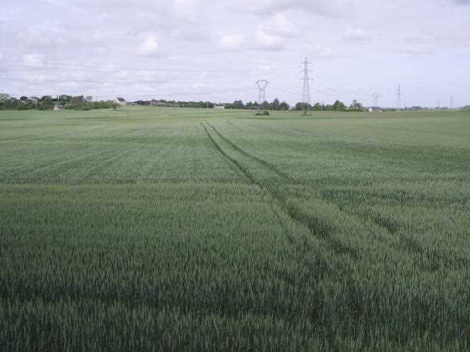 A wheat field, in Gennes-Val-de-Loire (Maine-et-Loire), May 12, 2022. Denis Asseray exceptionally waters this plot which is suffering from the drought caused by the lack of rain since this winter.