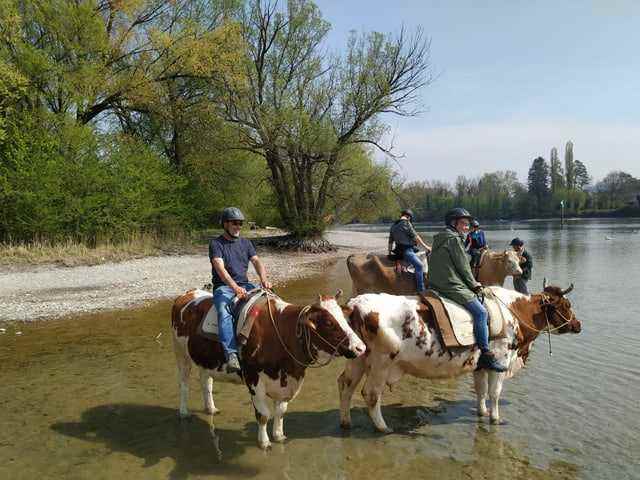 Kühe mit Reitern stehen im Wasser. Im Rhein.