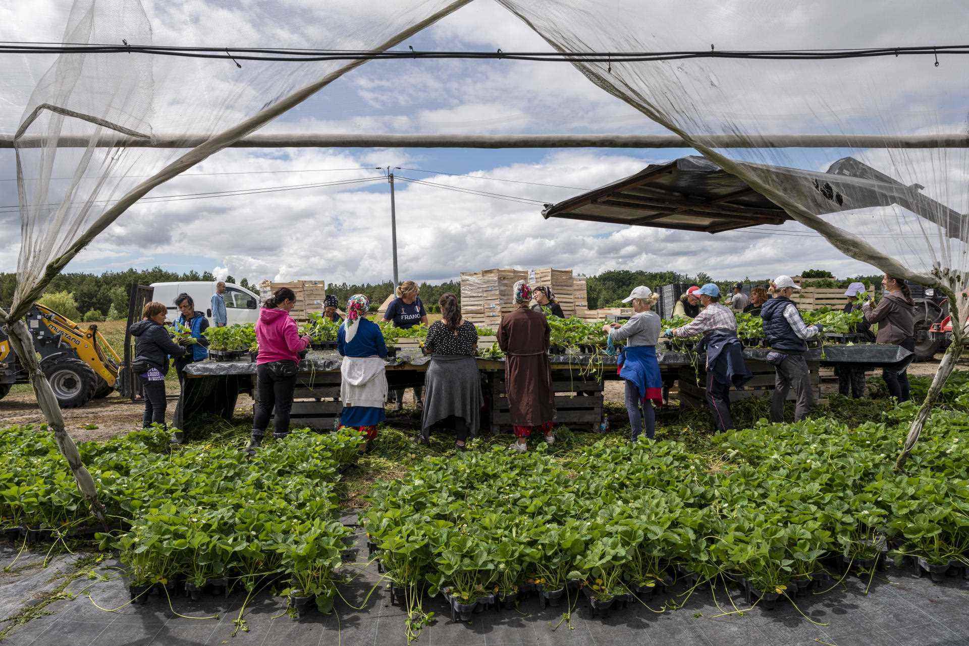 Bulgarian seasonal workers work on the preparation of strawberry plants, in Fontaine-en-Sologne (Loir-et-Cher), June 8, 2022.