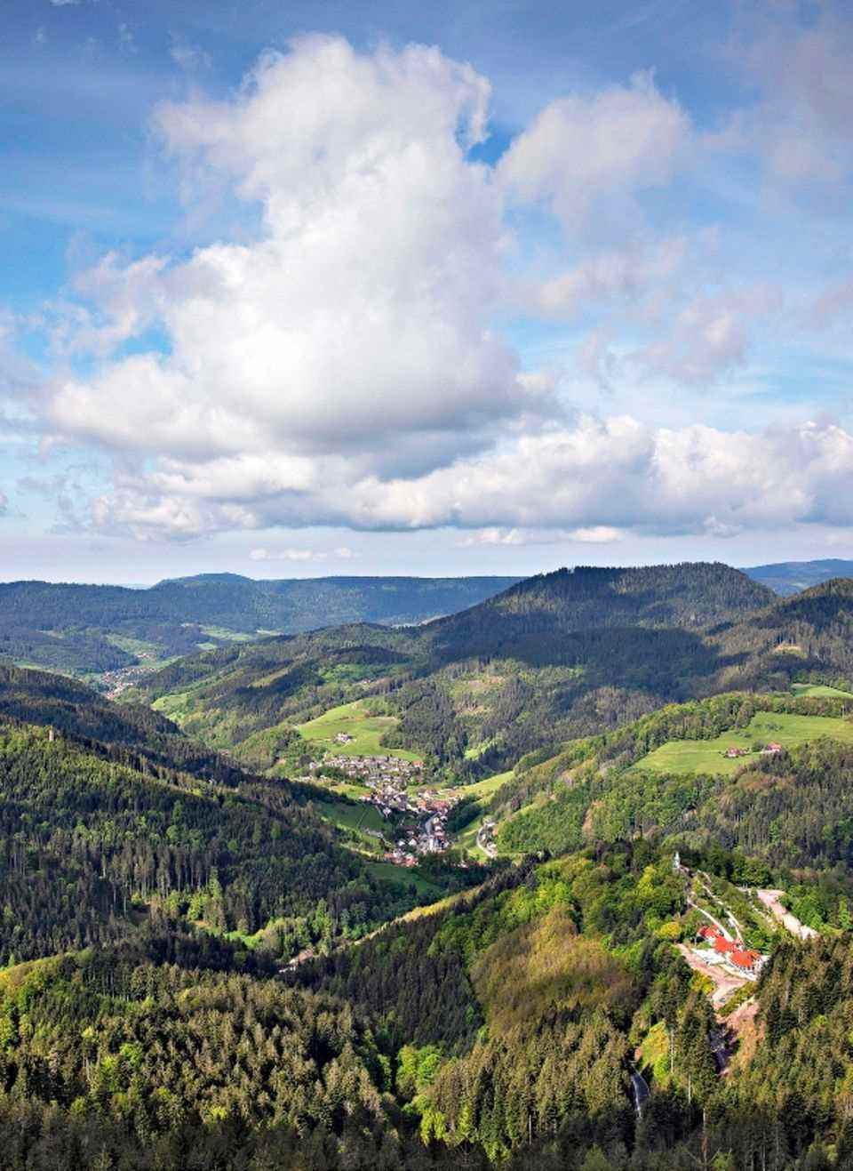 Black Forest: View of the forest