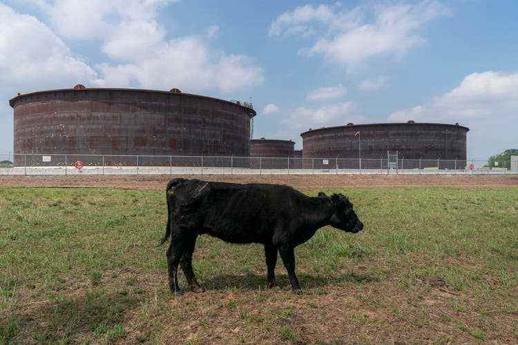 A cow grazes in front of a huge oil reservoir near Cushing.