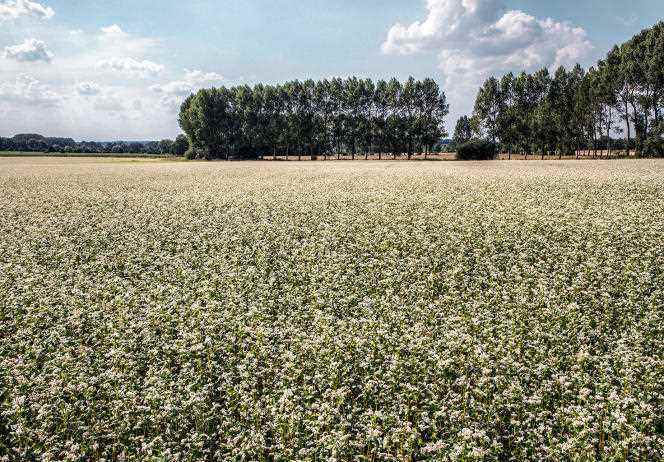 The Blé noir tradition Bretagne association is trying to convince farmers to relaunch the cultivation of buckwheat.