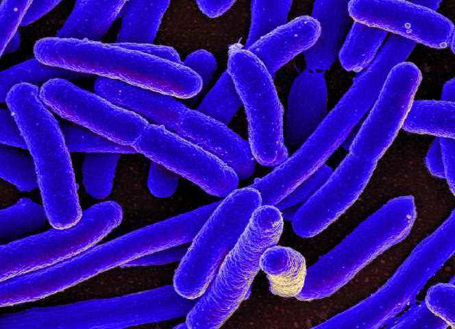 The bacterium “Escherichia coli” seen under the microscope, colorized image.