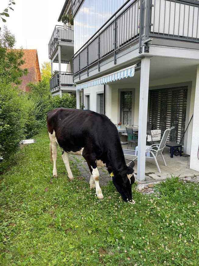 Eine Kuh namens Tilda grast auf einem Rasen in Uster.