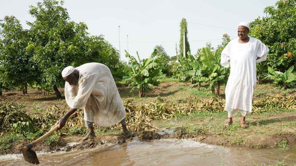 Nile farmers direct the groundwater into the canal system.