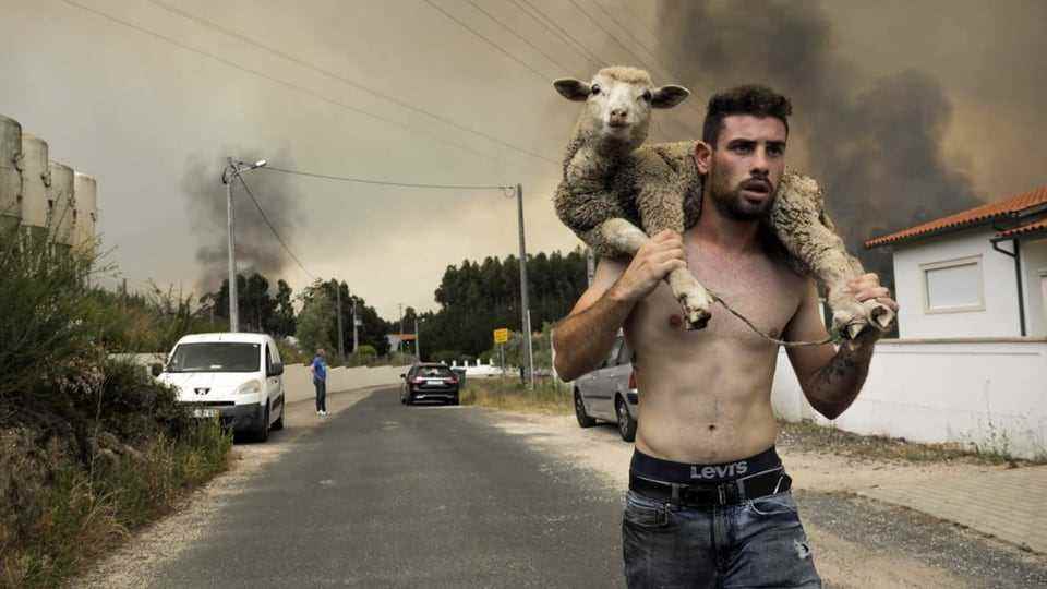 A man brings a sheep to safety from the fires in the Leiria region.