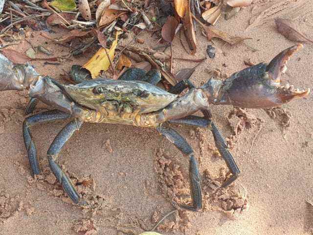 A mud crab.