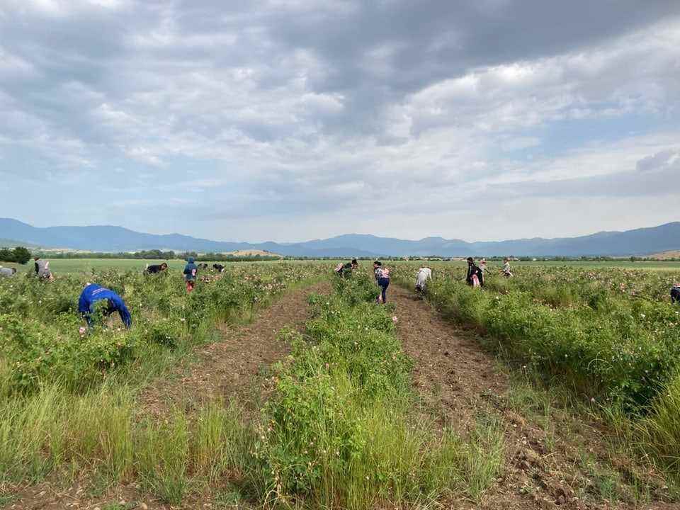 Harvesting work in a field