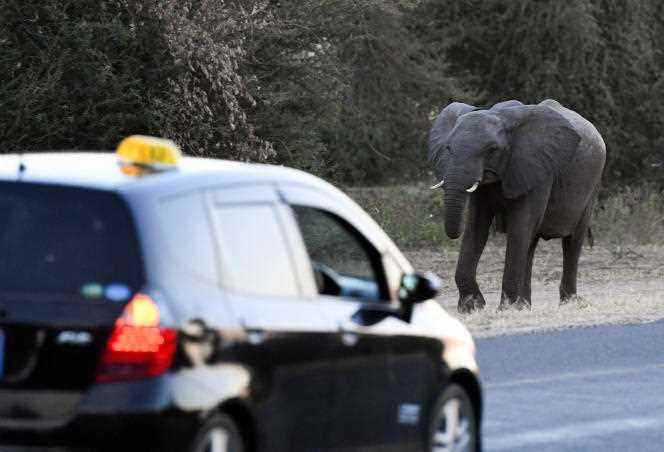 An elephant crosses a road as cars drive past in Kasane, Chobe district, northern Botswana on May 28, 2019.