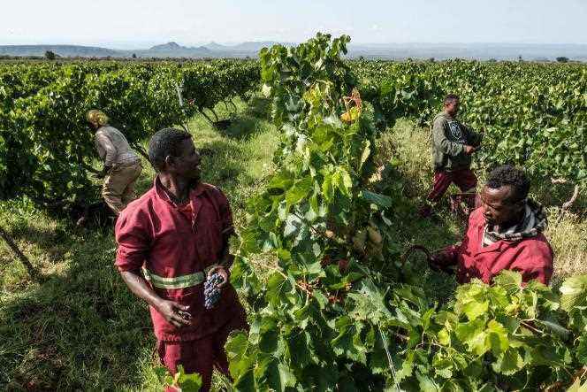 Workers cut grapes at the vineyard of Awash Wine, 120 kilometers from Addis Ababa, Ethiopia on June 24, 2022.