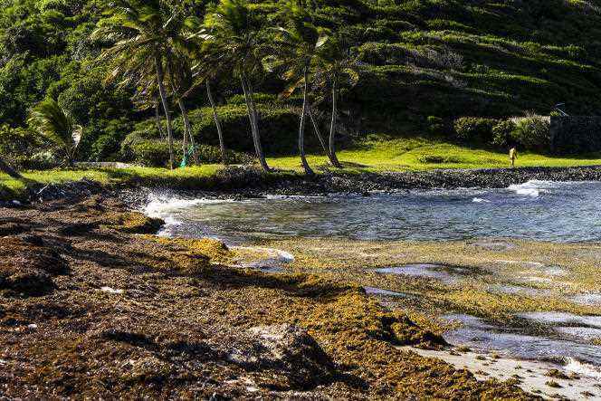 Sargassum algae on the beach of Salt Whistle Bay, on the island of Mayreau (Saint Vincent and the Grenadines).