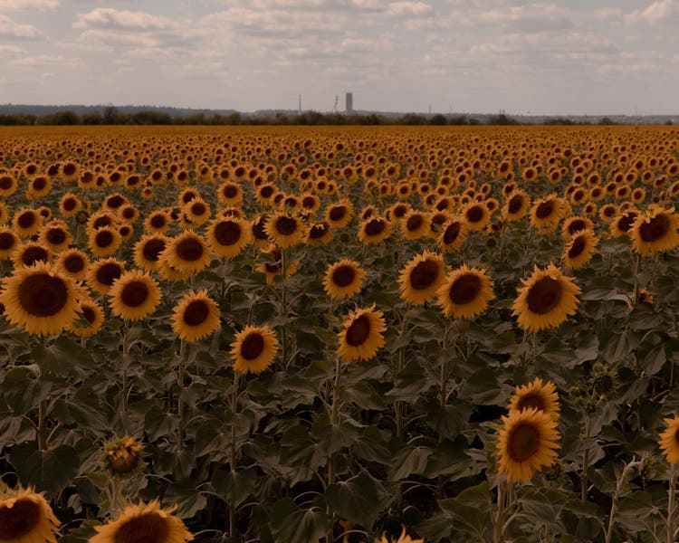 Outside of Kriwi Rih, vast fields of sunflowers stretch to the horizon.