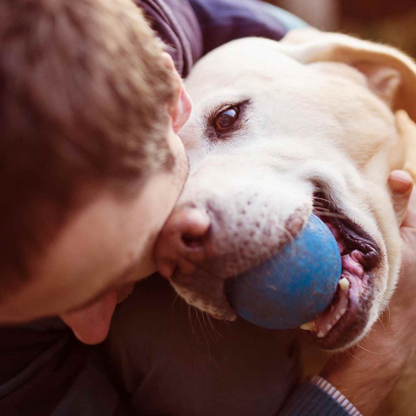 Playful labrador with ball in mouth cuddles with master