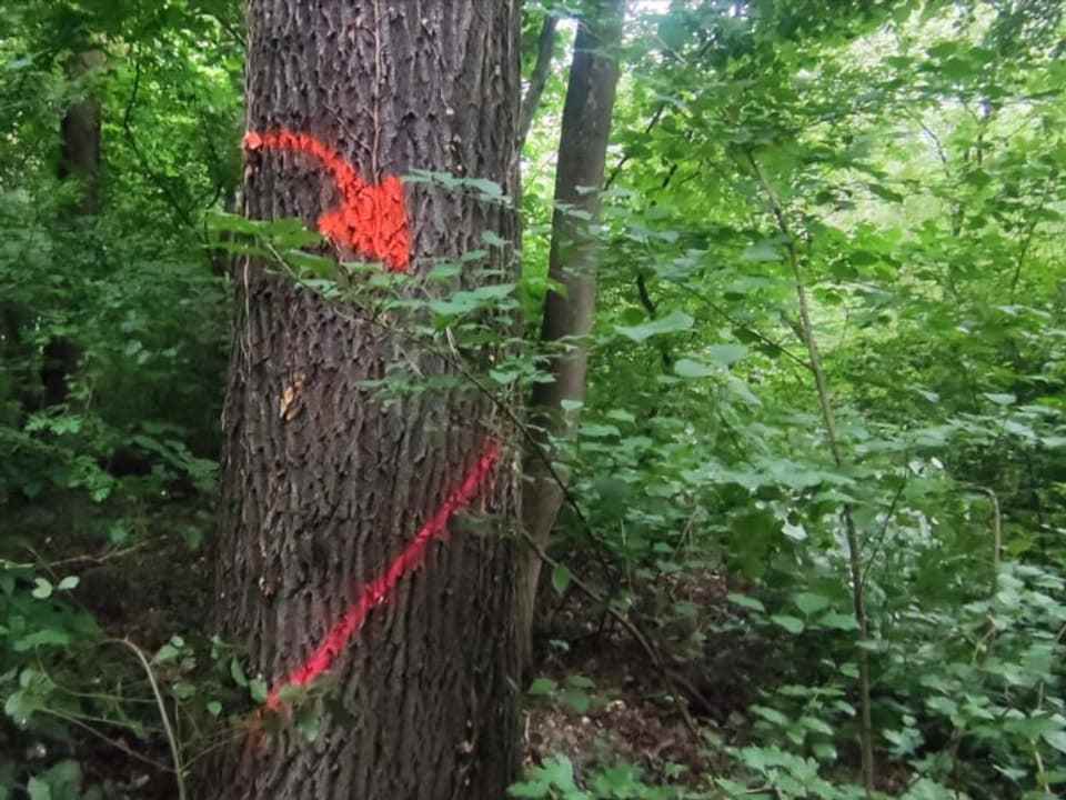 Tree with spray mark